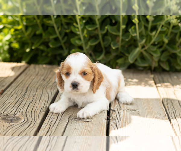 Medium Photo #2 Cocker Spaniel Puppy For Sale in NAPPANEE, IN, USA