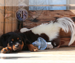 Small Photo #3 Rottweiler Puppy For Sale in BARGERSVILLE, IN, USA
