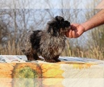 Small #28 ShihPoo