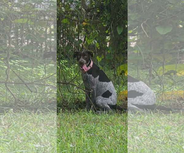 Medium Photo #3 German Shorthaired Pointer-Unknown Mix Puppy For Sale in Oakhurst, NJ, USA
