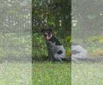 Small #2 German Shorthaired Pointer Mix