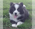 Small Photo #33 Pomsky Puppy For Sale in BAXTER, TN, USA