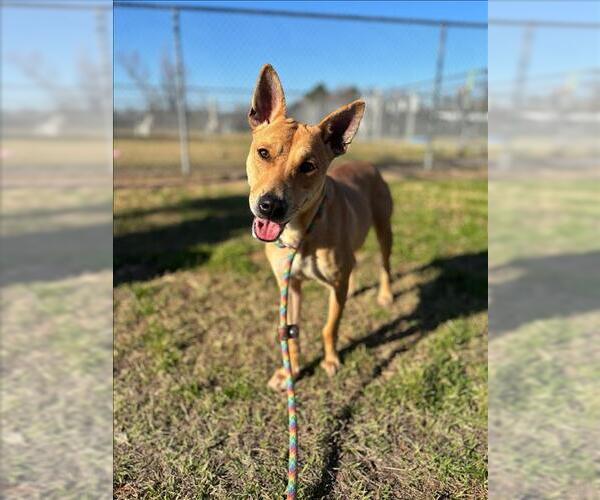 Medium Photo #1 German Shepherd Dog-Unknown Mix Puppy For Sale in Conroe, TX, USA