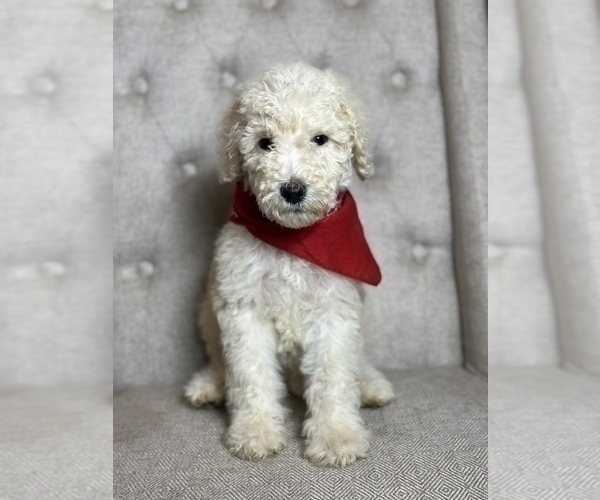 Medium Photo #4 Goldendoodle Puppy For Sale in SUMTER, SC, USA