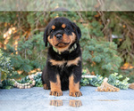 Puppy Kermit Rottweiler