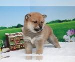 Small Photo #8 Shiba Inu Puppy For Sale in SACRAMENTO, CA, USA