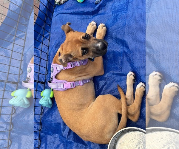 Medium Photo #5 Black Mouth Cur-Boxer Mix Puppy For Sale in Holly Springs, NC, USA