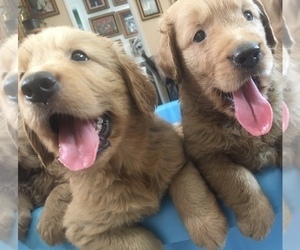Golden Retriever Puppy for sale in SANTA ANA, CA, USA