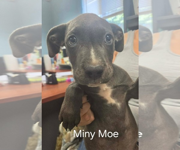 Medium Photo #1 Mutt Puppy For Sale in Rustburg, VA, USA