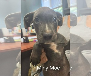 Mutt Dogs for adoption in Rustburg, VA, USA