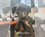 Small Mutt