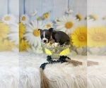 Small #2 Boston Terrier