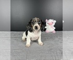 Small Photo #3 Dachshund Puppy For Sale in INDIANAPOLIS, IN, USA
