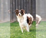 Small #7 Border-Aussie