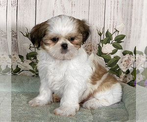 Shih Tzu Puppy for sale in PENNS CREEK, PA, USA