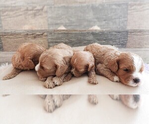 Cavapoo Litter for sale in CARLISLE, KY, USA