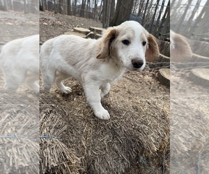 Medium Aussie-Poo-Goldendoodle Mix