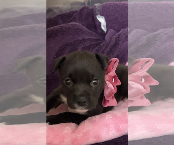 Medium Photo #7 American Pit Bull Terrier-Labrador Retriever Mix Puppy For Sale in Roaring River, NC, USA