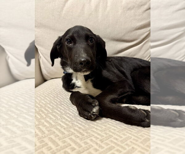 Medium Photo #2 Colonial Cocker Spaniel-Unknown Mix Puppy For Sale in Boston, MA, USA