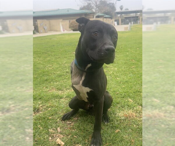 Medium Photo #1 Mutt Puppy For Sale in Riverside, CA, USA