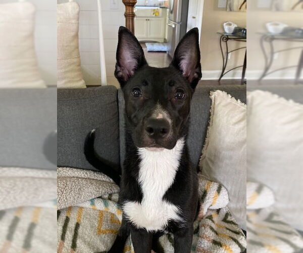 Medium Photo #4 American Pit Bull Terrier-Unknown Mix Puppy For Sale in Stevens Point, WI, USA