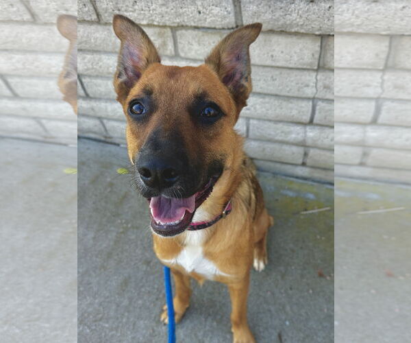 Medium Photo #4 German Shepherd Dog-Unknown Mix Puppy For Sale in Newport Beach, CA, USA