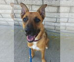 Small #3 German Shepherd Dog Mix