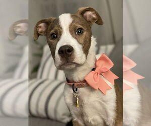 American Pit Bull Terrier-Unknown Mix Dogs for adoption in Plymouth, MN, USA