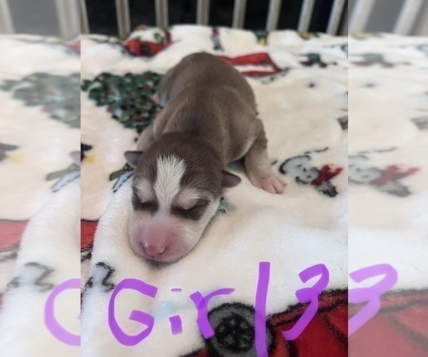 Medium Photo #2 Siberian Husky Puppy For Sale in ARLINGTON, TX, USA