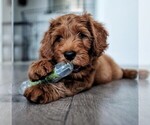 Small Photo #4 Goldendoodle-Poodle (Standard) Mix Puppy For Sale in BALDWIN HILLS, CA, USA