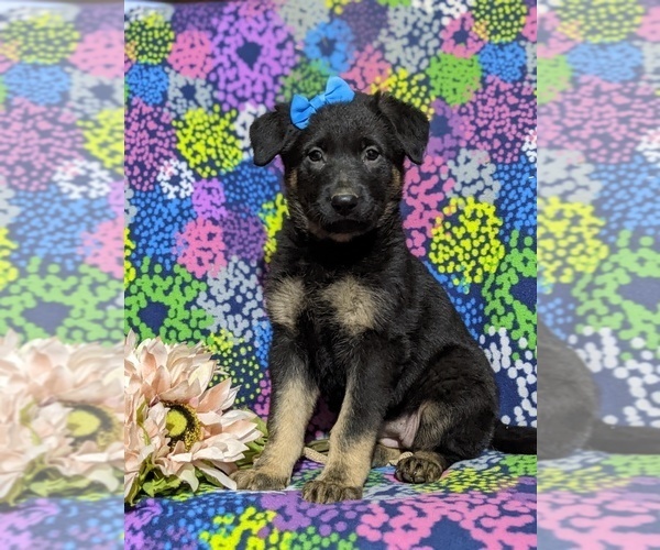 Medium Photo #1 German Shepherd Dog Puppy For Sale in LINCOLN UNIVERSITY, PA, USA