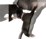 Small #2 Great Dane