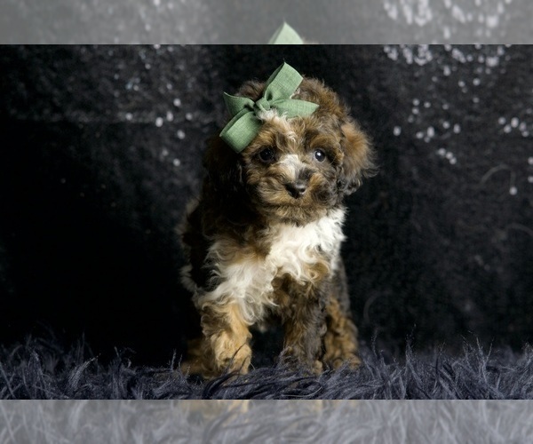 Medium Photo #4 Poodle (Miniature) Puppy For Sale in WARSAW, IN, USA