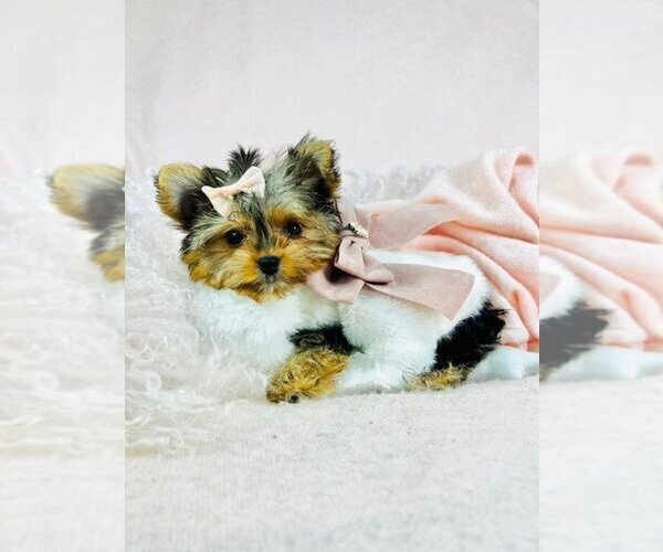 Medium Photo #15 Morkie Puppy For Sale in WEST PALM BEACH, FL, USA