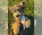 Small #2 Shih Tzu Mix
