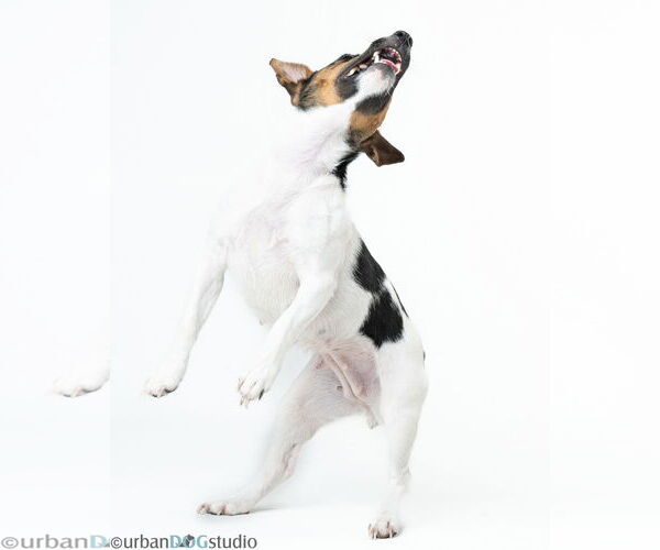 Medium Photo #5 Jack Russell Terrier-Unknown Mix Puppy For Sale in Tampa, FL, USA