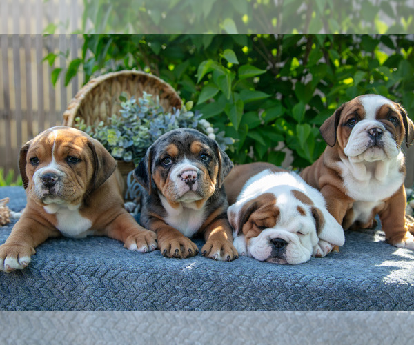 Medium Photo #1 Beabull Puppy For Sale in SHIPSHEWANA, IN, USA
