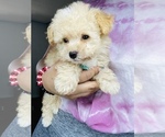 Small Photo #8 Maltipoo Puppy For Sale in SAN BERNARDINO, CA, USA
