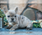 Small #1 French Bulldog