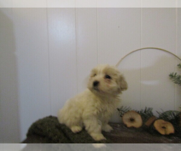 Medium Photo #17 Maltipoo Puppy For Sale in SUGARCREEK, OH, USA