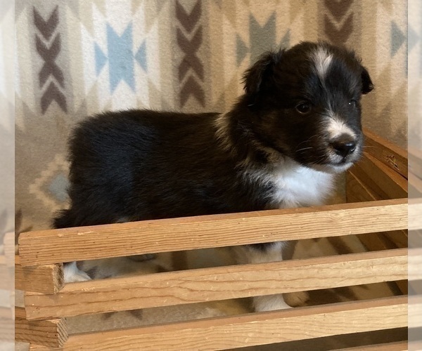 Medium Photo #13 Shetland Sheepdog Puppy For Sale in FORT MORGAN, CO, USA