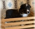 Small #12 Shetland Sheepdog