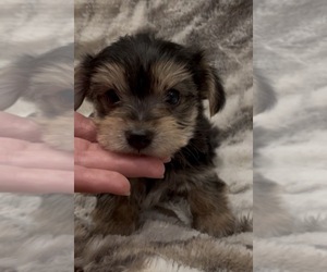 Yorkshire Terrier Puppy for sale in MOUNT CARMEL, PA, USA