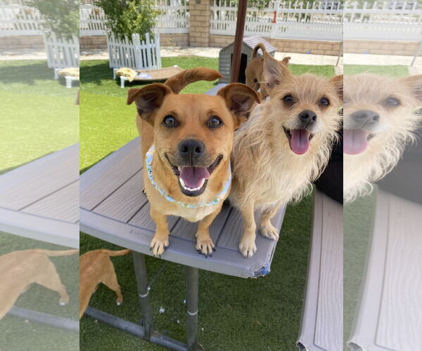 Medium Photo #2 Dachshund-Unknown Mix Puppy For Sale in La Verne, CA, USA