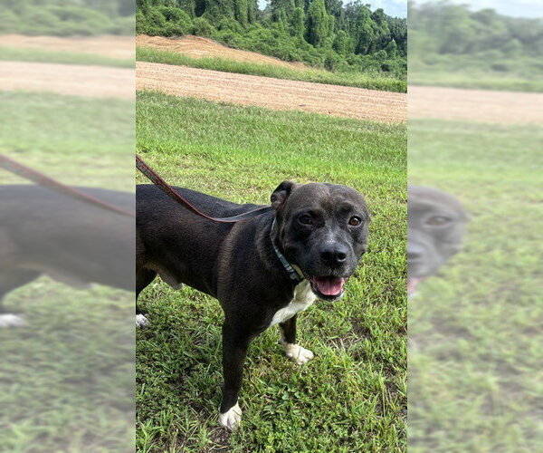 Medium Photo #2 American Pit Bull Terrier-American Staffordshire Terrier Mix Puppy For Sale in Southbury, CT, USA