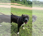 Small Photo #2 American Pit Bull Terrier-American Staffordshire Terrier Mix Puppy For Sale in Southbury, CT, USA