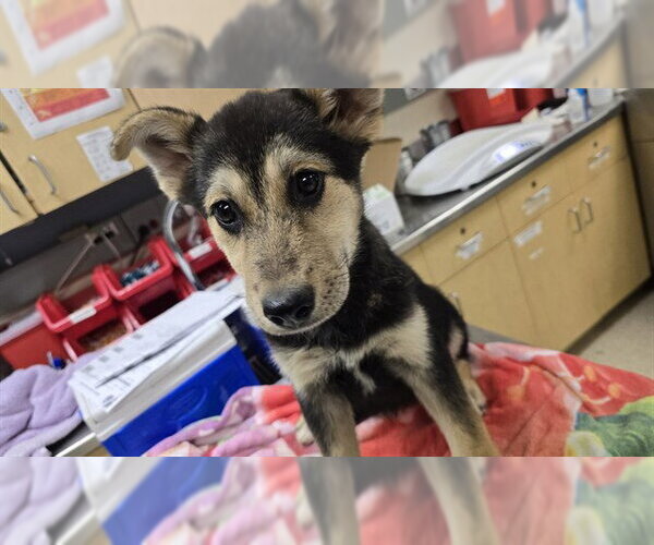 Medium Photo #1 German Shepherd Dog Puppy For Sale in Riverside, CA, USA