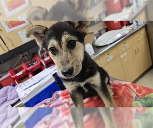 German Shepherd Dog Dogs for adoption in Riverside, CA, USA