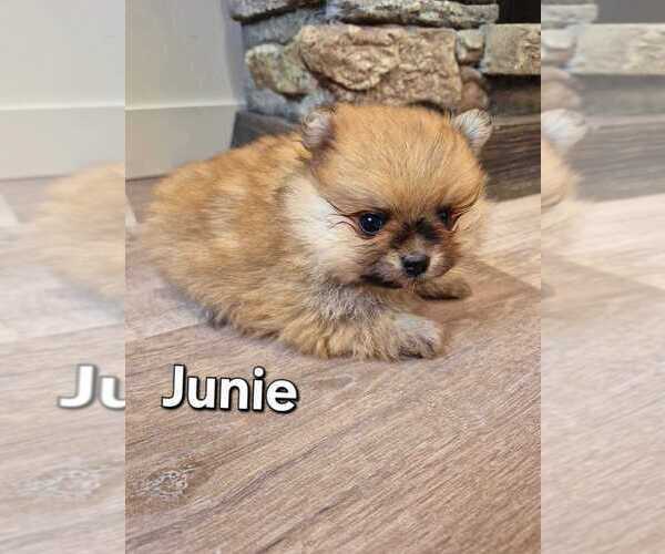 Medium Photo #8 Pomeranian Puppy For Sale in Winnipeg, Manitoba, Canada