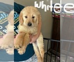Puppy Ruby English Cream Golden Retriever-Goldendoodle Mix